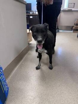 Jethro -  Labrador Retriever and Mixed Breed Dog for Adoption in North Richland Hills, Texas - Jethro | PetCurious