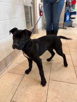 Black Labrador Retriever and Mixed Breed Dogs Available for Adoption - Nyx | PetCurious