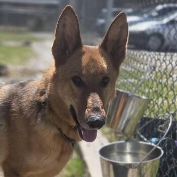 Max -  German Shepherd Dog Dog for Adoption in Pittsford, Vermont - Max | PetCurious