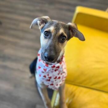 Wynter Wigglebutt -  German Shepherd Dog and Labrador Retriever Dog for Adoption in Friendswood, Texas - Wynter Wigglebutt | PetCurious