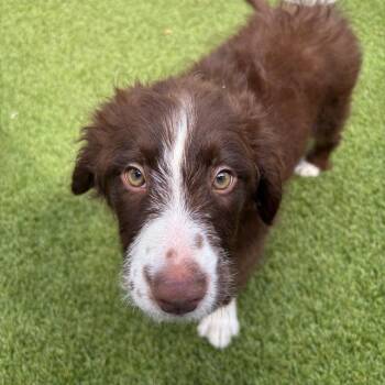 Brownie Batter AKA Frank 5806 -  Australian Shepherd and Poodle Dog for Adoption in Loxahatchee Groves, Florida - Brownie Batter AKA Frank 5806 | PetCurious
