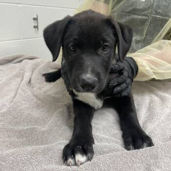 Merry -  Labrador Retriever and Collie Dog for Adoption in Murray, Utah - Merry | PetCurious
