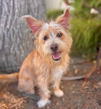 Gibberish -  Cairn Terrier Dog for Adoption in Palo Alto, California - Gibberish | PetCurious
