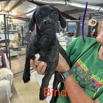 Bindi -  Pug and Dachshund Dog for Adoption in Sealy, Texas - Bindi | PetCurious