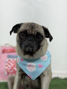 Jazabel-One of our Amazing Rescue Dogs -  Pug and Mixed Breed Dog for Adoption in Carlsbad, California - Jazabel-One Of Our Amazing Rescue Dogs | PetCurious