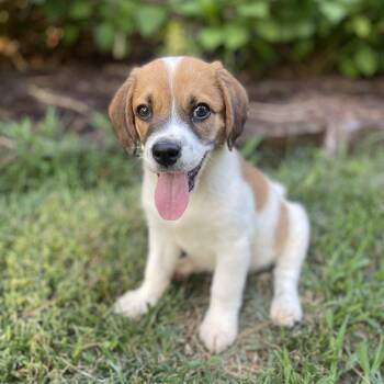 Teriyaki -  Beagle and Saint Bernard Dog for Adoption in Rock Hill, South Carolina - Teriyaki | PetCurious