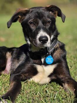 Rescue Mixed Breed Dogs for Adoption in Taghkanic, New York - Destiny | PetCurious