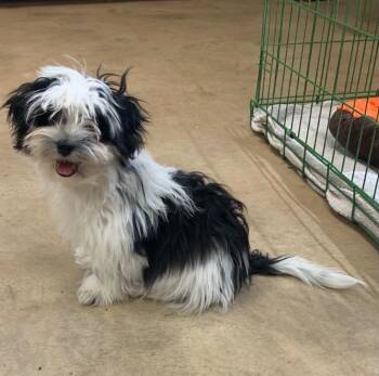 Peabody -  Maltese and Japanese Chin Dog for Adoption in Tucumcari, New Mexico - Peabody | PetCurious