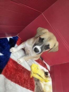 Geoffrey -  Mixed Breed Dog for Adoption in Houston, Texas - Geoffrey | PetCurious