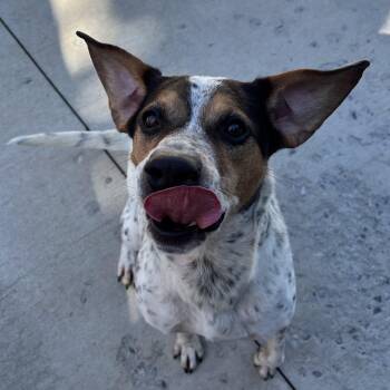 Rescue Australian Cattle Dog Blue Heeler Dogs for Adoption in Franklin, North Carolina - Gio | PetCurious