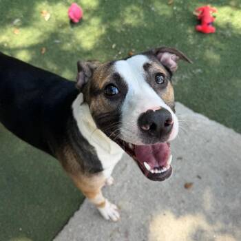 Mixed Breed Dogs Available for Adoption in Lakeland, Florida - Birdie | PetCurious