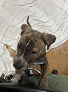 NOVA -  Pit Bull Terrier and Mixed Breed Dog for Adoption in Sacramento, California - NOVA | PetCurious