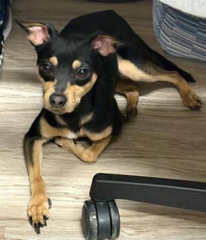 TINY -  Chihuahua Dog for Adoption in Baytown, Texas - TINY | PetCurious