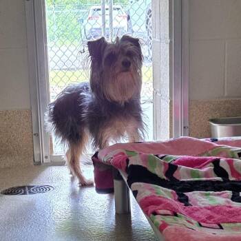 Bear -  Yorkshire Terrier and Chihuahua Dog for Adoption in Bristol, Indiana - Bear | PetCurious