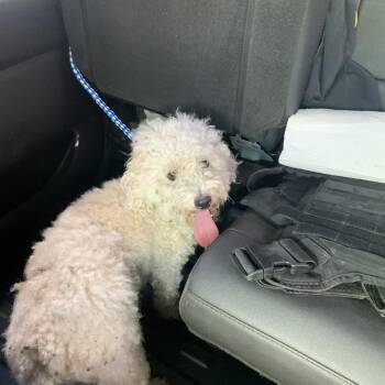 Einstein -  Miniature Poodle Dog for Adoption in Buchanan Dam, Texas - Einstein | PetCurious
