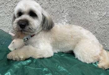 Lhasa Apso and Maltese Dogs Available for Adoption - Levine | PetCurious