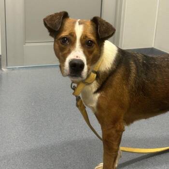 Stella -  Mixed Breed Dog for Adoption in Saint Joseph, Missouri - Stella | PetCurious