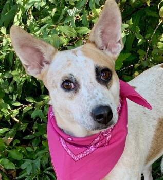 LILLY BELLE STUNNING GIRL -  Australian Cattle Dog Blue Heeler and Australian Shepherd Dog for Adoption - LILLY BELLE STUNNING GIRL | PetCurious