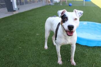 Fizz -  Mixed Breed Dog for Adoption in Jackson, Tennessee - Fizz | PetCurious