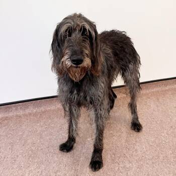 Miles -  German Wirehaired Pointer Dog for Adoption in Brentwood, Missouri - Miles | PetCurious
