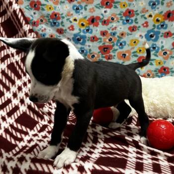 Trolli -  Mixed Breed Dog for Adoption in Jacksboro, Tennessee - Trolli | PetCurious