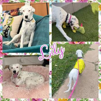 Dalmatian Dogs Available for Adoption in Colorado Springs, Colorado - Lily | PetCurious
