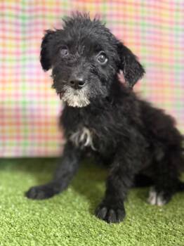 Poodle Dogs Available for Adoption in Hopkinsville, Kentucky - Ada | PetCurious