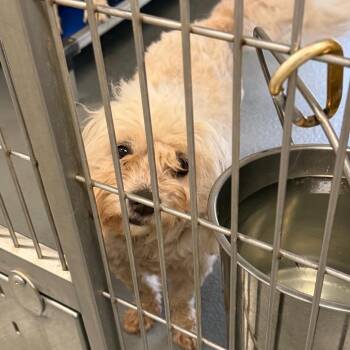 Maltese and Mixed Breed Dogs Available for Adoption in Marshall, Texas - Domino | PetCurious