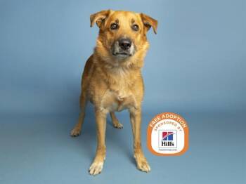 MONKEY -  German Shepherd Dog Dog for Adoption in Phoenix, Arizona - MONKEY | PetCurious
