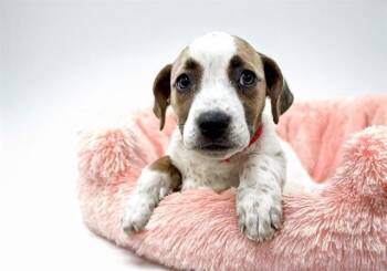 CLARA -  Labrador Retriever and Mixed Breed Dog Available for Adoption in Fort Lauderdale, Florida - CLARA | PetCurious