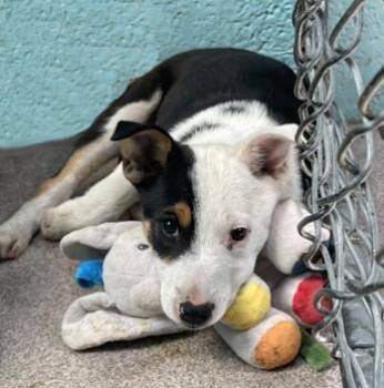 Rottweiler Dogs Available for Adoption in Flagstaff, Arizona - Gohan | PetCurious