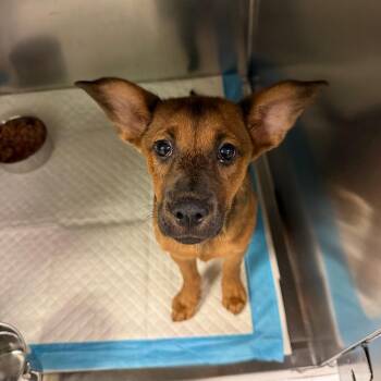 Mixed Breed Dogs Available for Adoption in Charleston, West Virginia - Coco | PetCurious
