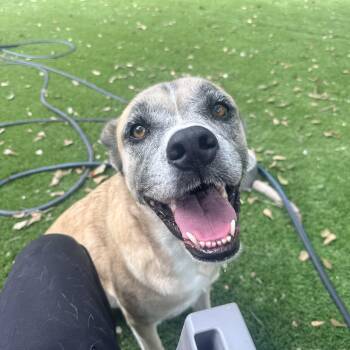 Bricia -  Anatolian Shepherd and Shepherd Dog for Adoption in Magnolia, Texas - Bricia | PetCurious