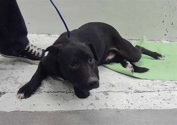 SHADOW -  Labrador Retriever and Mixed Breed Dog for Adoption in Houston, Texas - SHADOW | PetCurious