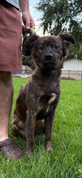 Marty -  Dutch Shepherd and Shepherd Dog for Adoption in South Elgin, Illinois - Marty | PetCurious