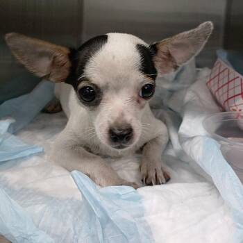 IVHS-Stray-141852 #2 -  Chihuahua and Mixed Breed Dog for Adoption in San Gabriel, California - IVHS-Stray-141852 #2 | PetCurious