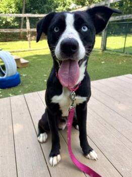 Peanut Bread -  Mixed Breed Dog for Adoption in West Chester, Pennsylvania - Peanut Bread | PetCurious