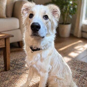 Great Pyrenees and Husky Dogs Available for Adoption in Effingham, Illinois - Kado | PetCurious