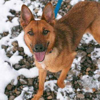 Shepherd Dogs Available for Adoption in Thayne, Wyoming - Dakota | PetCurious
