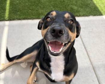 Pepper -  Mixed Breed Dog for Adoption in Raleigh, North Carolina - Pepper | PetCurious