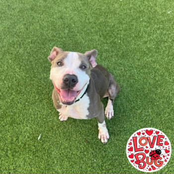 Rescue Terrier Dogs for Adoption in Jupiter, Florida - Keira | PetCurious