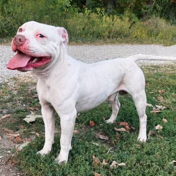 Rescue Terrier and Mixed Breed Dogs for Adoption in Mount Vernon, Indiana - Jack | PetCurious