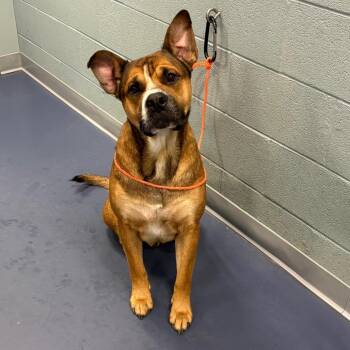 Archie -  Shar Pei and Mixed Breed Dog for Adoption in Greensboro, North Carolina - Archie | PetCurious