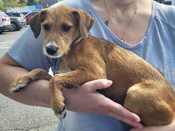Laith -  Schnauzer Dog for Adoption in Pottstown, Pennsylvania - Laith | PetCurious