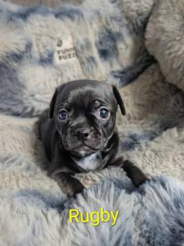 Rugby -  Chihuahua Dog for Adoption in Carson City, Nevada - Rugby | PetCurious