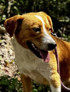 Rescue Shepherd Dogs for Adoption in Waverly, Tennessee - HANK | PetCurious