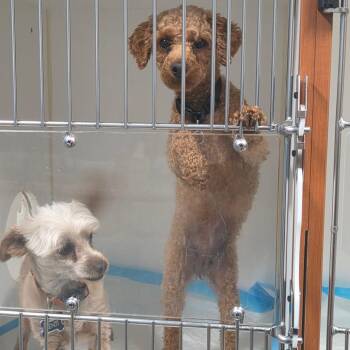 Miniature Poodle Dogs Available for Adoption in Columbus, Georgia - Cece | PetCurious