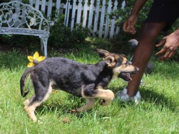 Banx-15wks-Neuter Contract Required $225 -  German Shepherd Dog Dog for Adoption in Holly Hill, South Carolina - Banx-15wks-Neuter Contract Required $225 | PetCurious