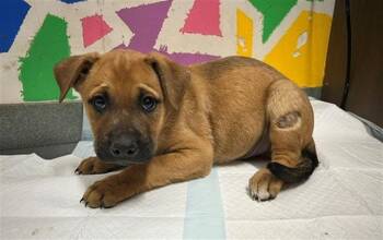 Pit Bull Terrier Dogs Available for Adoption in Baytown, Texas - HOMER | PetCurious