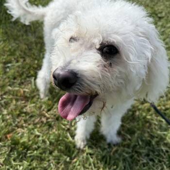 Lucas -  Maltipoo Dog for Adoption in Pearland, Texas - Lucas | PetCurious